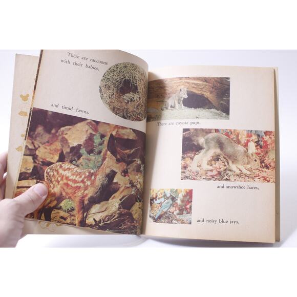 Walt Disney, Perri And Her Friends, Picture Book, Mickey Mouse, ~ 250407-WH 166 - Picture 4 of 4